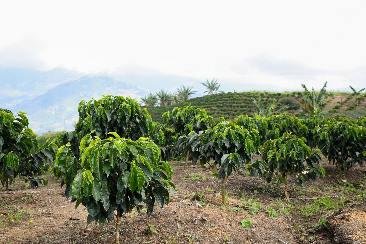Donde la paz florece