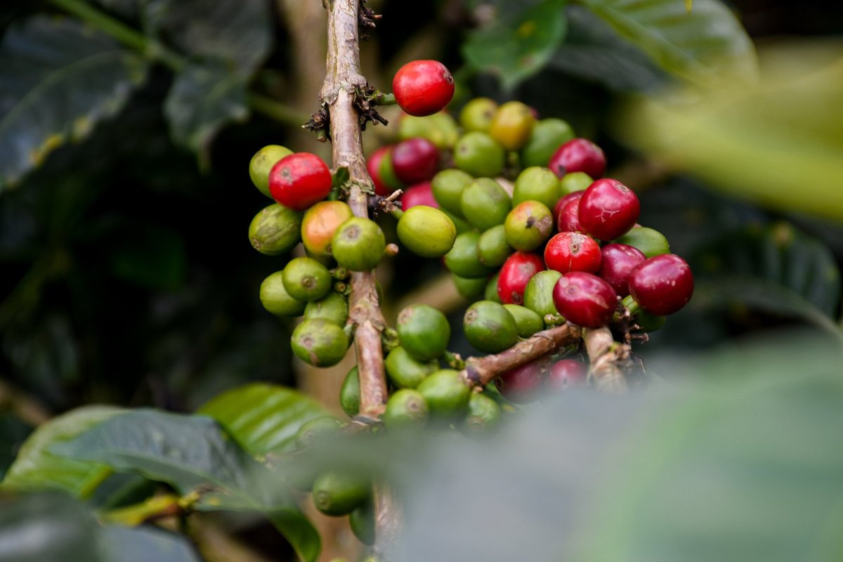 El corazón del cultivo