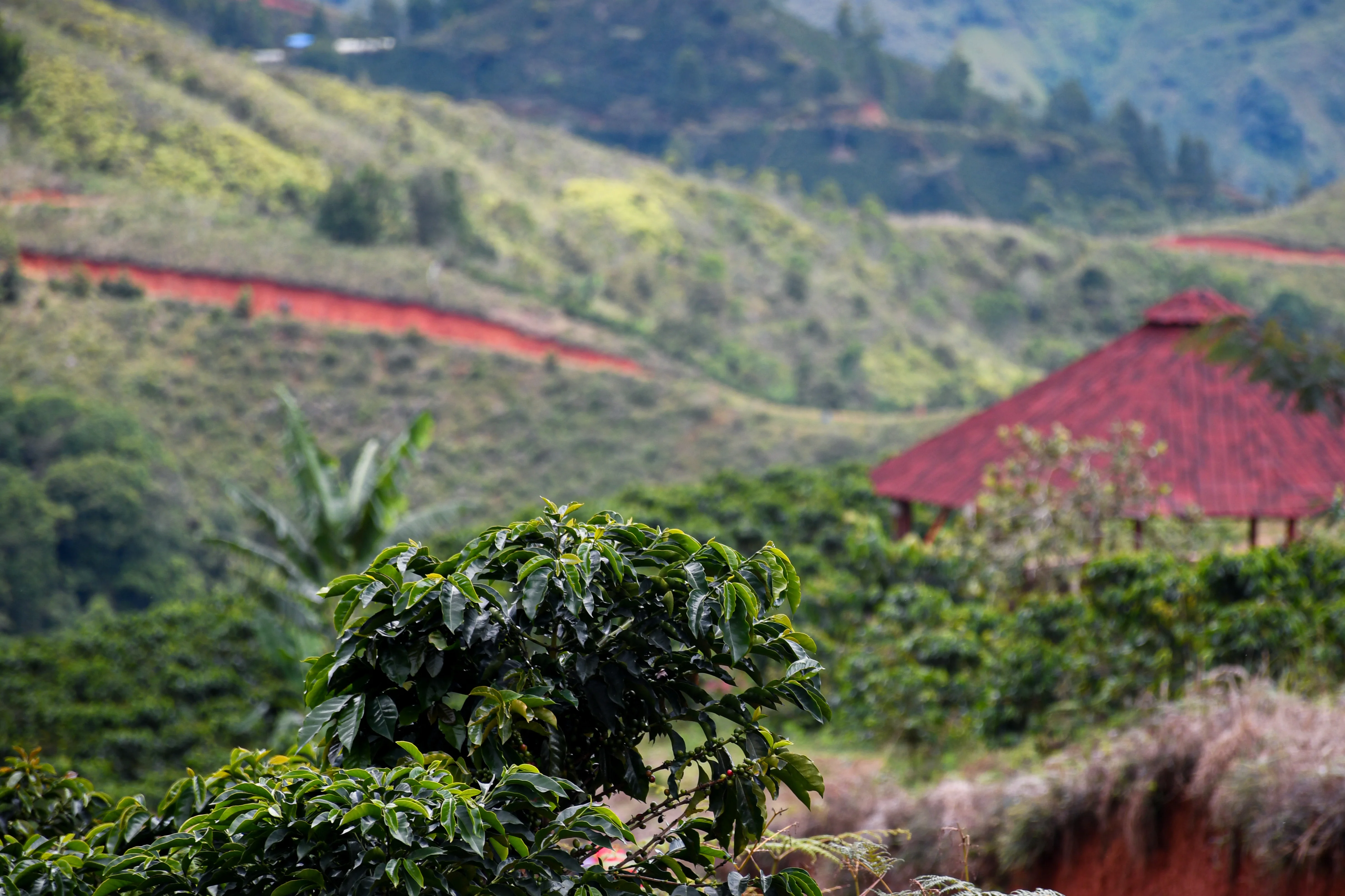 Historia y Esencia del cultivo de café en Suárez, Cauca